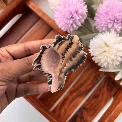 Coastal Shell Hair Claw - Medium