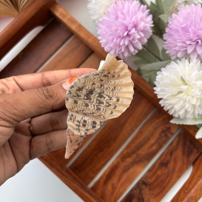Coastal Shell Hair Claw - Medium